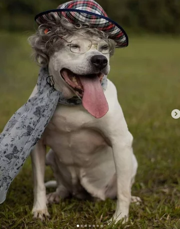 Psy jako modele. Niecodzienna sesja schroniska 