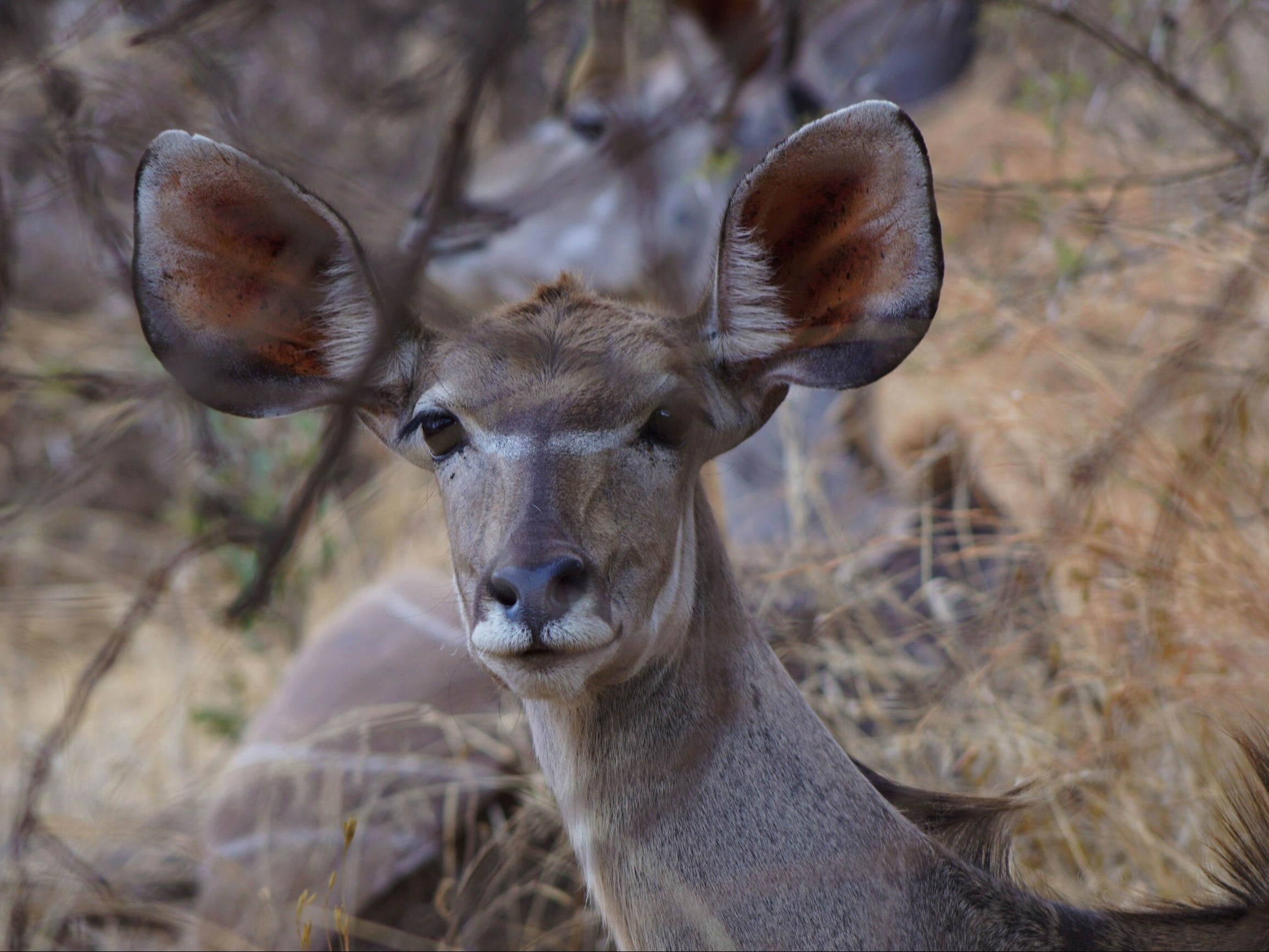 Kudu