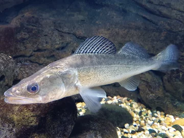 Niewiele krótszy od rekordowego szczupaka był rekordowy sandacz, który złowiony został przez Dariusza Szweda w 2004 roku. Ryba ważyła 14,2 kg. A ile mierzyła?