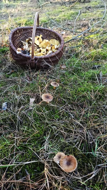 Udane grzybobobranie w grudniu 