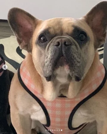 Buldog Lady Gagi 