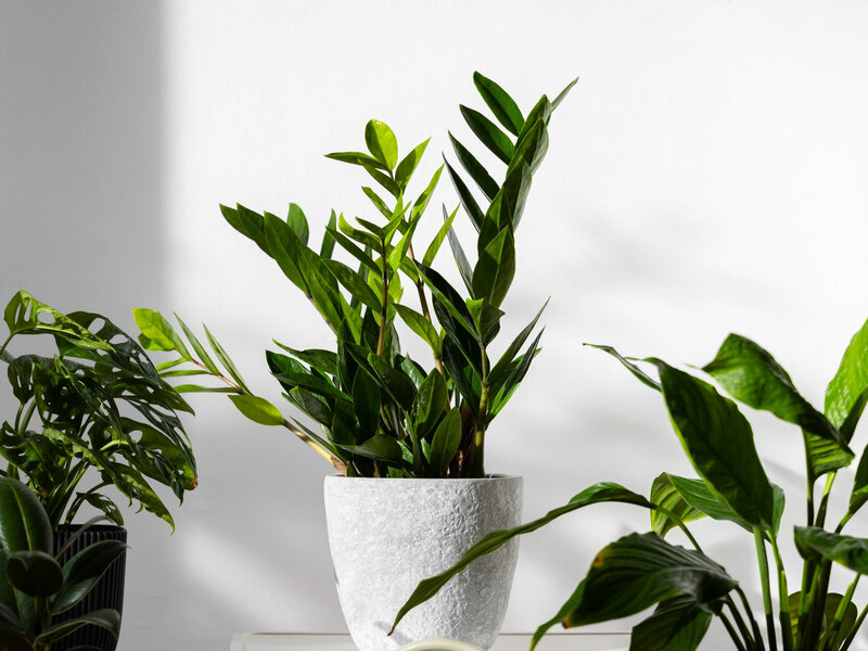 Zamiokulkas zamiolistny