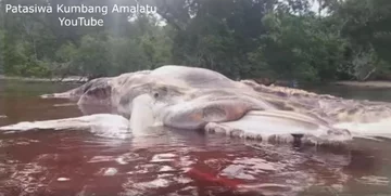 Rozkładające się szczątki ogromnego zwierzęcia 