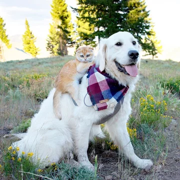 Pies Samson i kot Cleo 