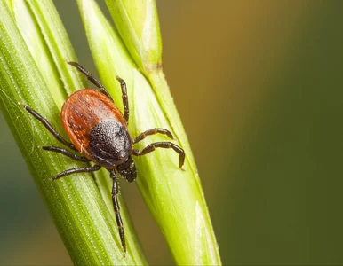 Miniatura: Nadchodzą nowe skuteczne szczepionki...