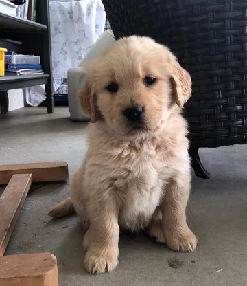 Psy rasy Golden Retriever 