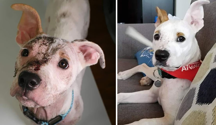 Pies przed adopcją i po adopcji 