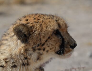 Miniatura: Gepardy we wschodniej Afryce mogą wyginąć...