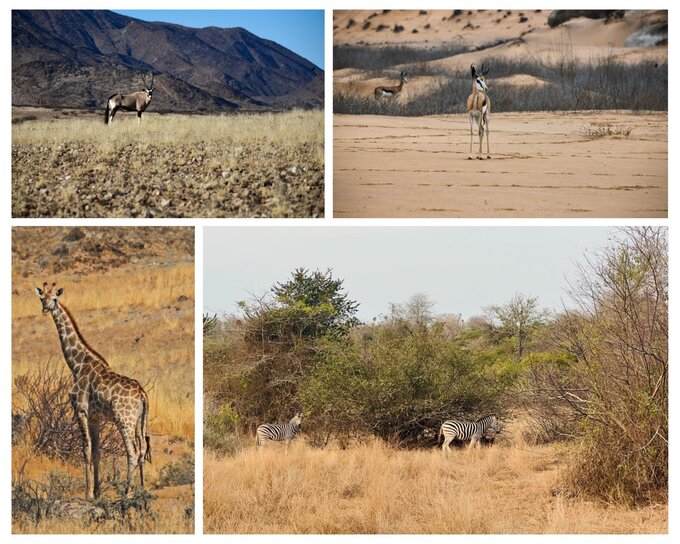 Safari w&nbsp;Angoli