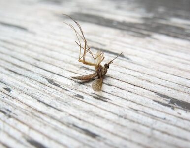 Miniatura: Portugalia: komary wciąż straszą -...