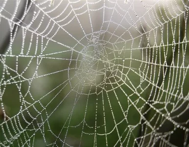 Miniatura: Utkali płaszcz z … pajęczej sieci