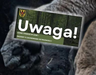 Miniatura: Zobaczyli niebezpieczne zwierzę. Władze...