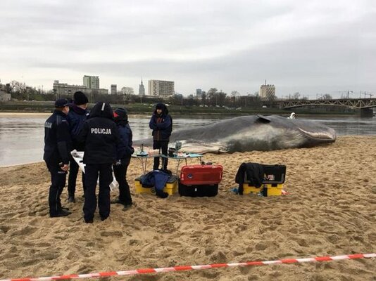 Miniatura: Wieloryb na światowych plażach. O co chodzi?