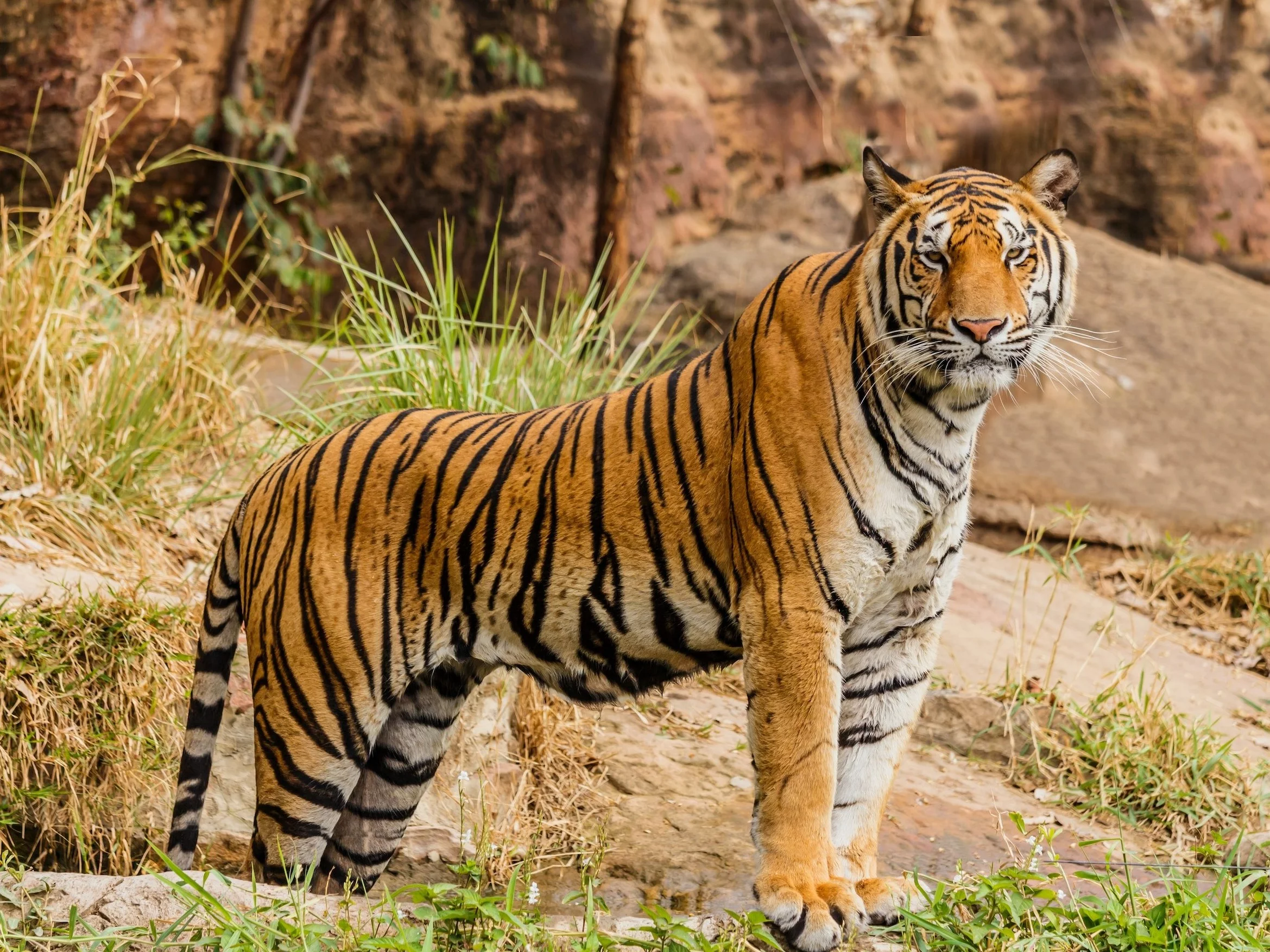 Które zwierzę jest większe? Już drugie pytanie sprawia kłopot