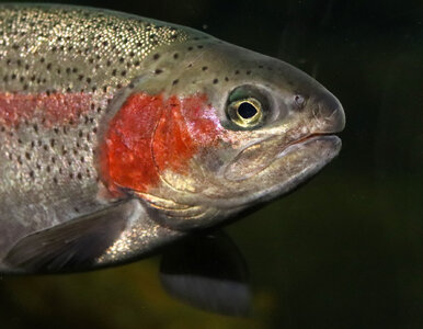 Miniatura: Wędkarz złowił gigantycznego pstrąga....