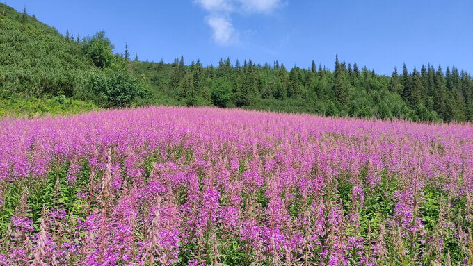 Wierzbówka kiprzyca na Hali Gąsienicowej