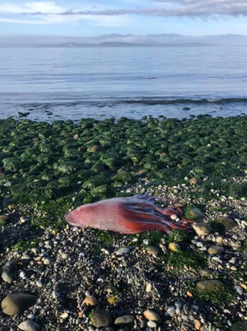 Ośmiornica znaleziona na Whidbey Island w stanie Waszyngton w USA 