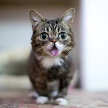 Lil BUB 