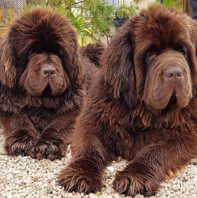 Miniatura: Gigantyczne trio podbija sieć. „To psy czy...