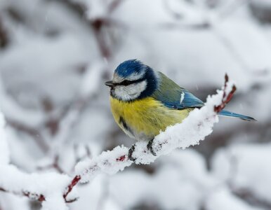 Miniatura: Grudniowy QUIZ z polskich przysłów z...