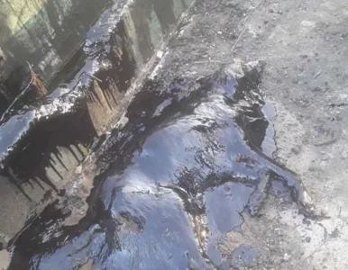 Miniatura: Ktoś wrzucił psa do rowu wypełnionego...