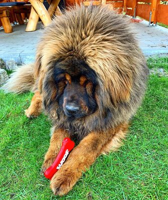 Miniatura: Balto jest mastifem tybetańskim. Pies...