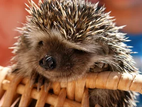 Miniatura: Najeżony pułapkami QUIZ z ortografii....