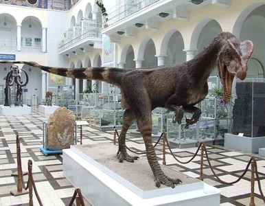 Miniatura: Świętokrzyskie. Zabezpieczają tropy...