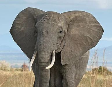 Miniatura: Potrzeba 24 mln pokoleń, żeby z myszy......