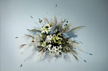 Poinsecja znana także jako gwiazda betlejemska 