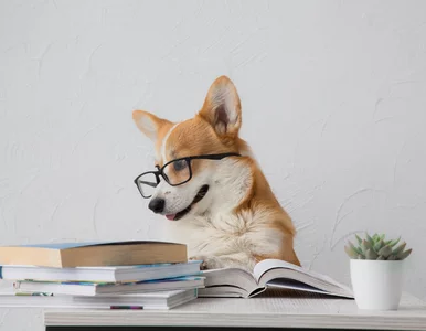 Miniatura: QUIZ wyłącznie dla omnibusów. W co trzecim...