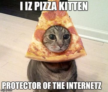 Kot najbardziej memicznym ze zwierząt? 