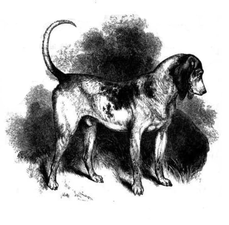 20. Southern Hound Pies gończy. Rasa istniała w Wielkiej Brytanii do XIX wieku. Miał długie kościste ciało. Był powolny, ale miał świetny węch i był wykorzystywany podczas polowań.