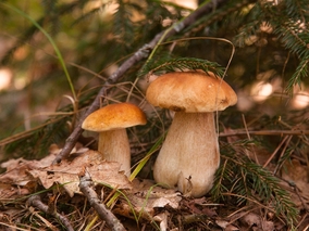 Miniatura: Wysyp grzybów w polskich lasach. To...