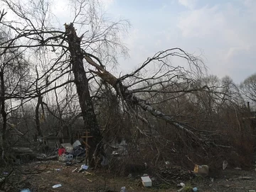 Brzoza, w zderzeniu z którą samolot stracił częœść lewego skrzydła, mat. faktysmolensk.gov.pl