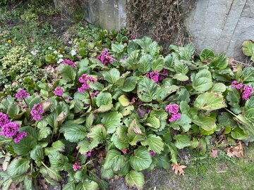 Bergenia sercolistna. Odporna na&nbsp;ślimaki urocza roślina do&nbsp;cienia