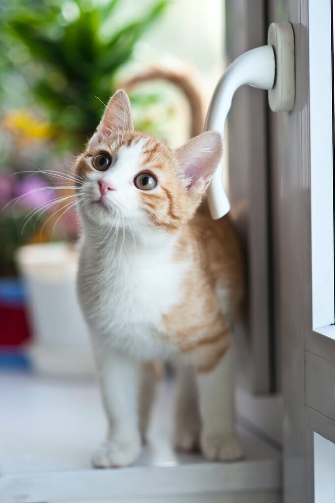 Orange Tabby Cat Near Window