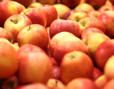 Miniatura: Problem z eksportem jabłek - rekord się...