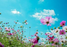 Miniatura: Długoterminowa prognoza dla&nbsp;Polski....