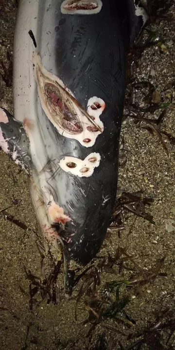Martwy delfin leżący na plaży 