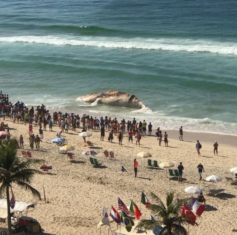 Humbak wyrzucony na plaży w Rio de Janeiro 