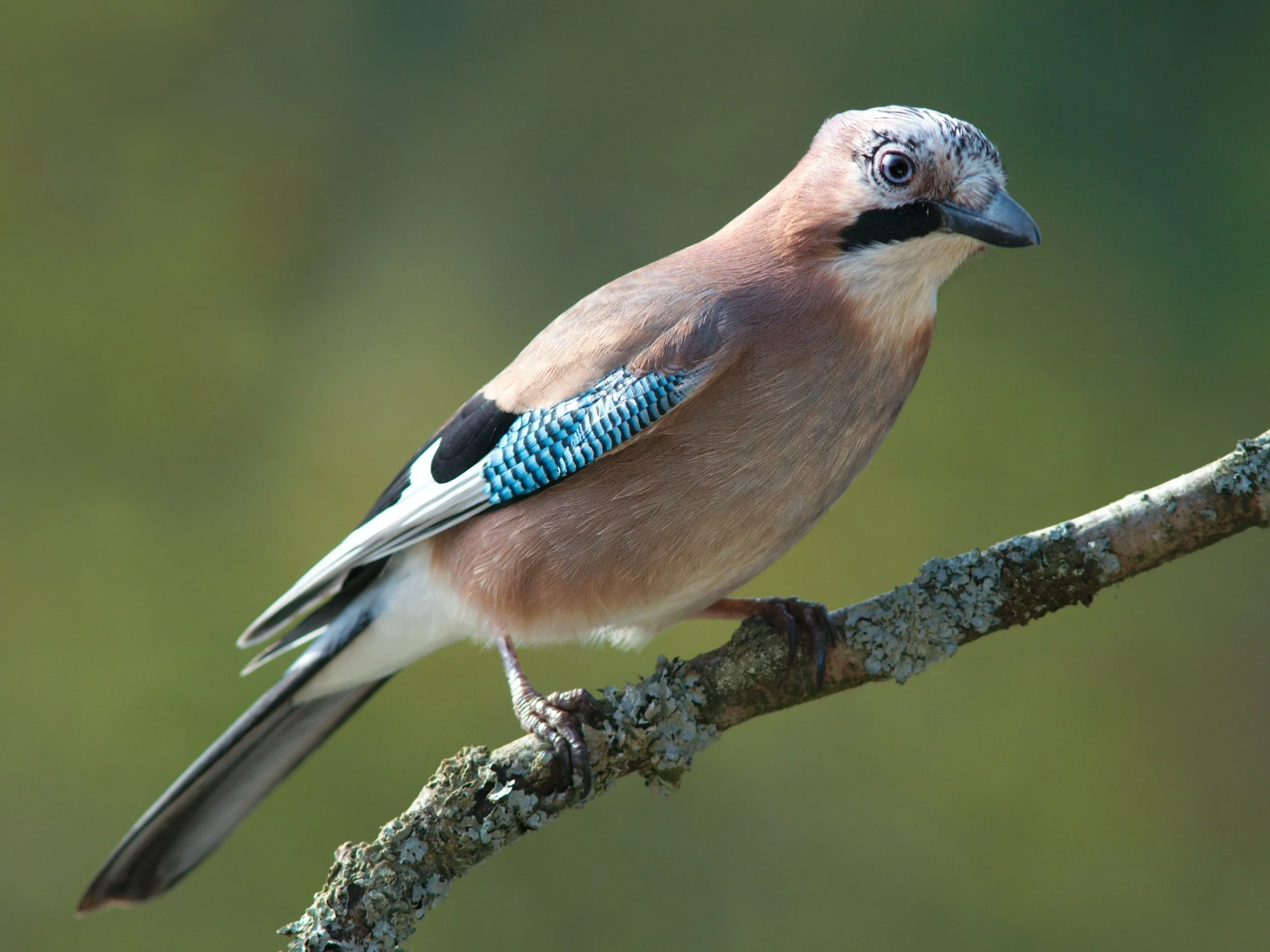 Pytanie na rozgrzewkę. Rozpoznajesz tego ptaka?