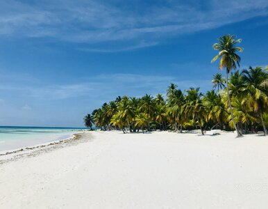 Miniatura: Były tam od 40 lat i nagle... zniknęły....