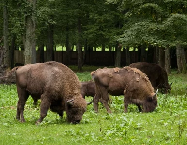 Miniatura: Nowy hit internetu? Podglądanie żubrów online