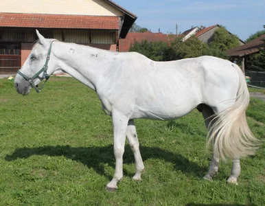 Miniatura: Pijany chwycił człowieka na lasso i...