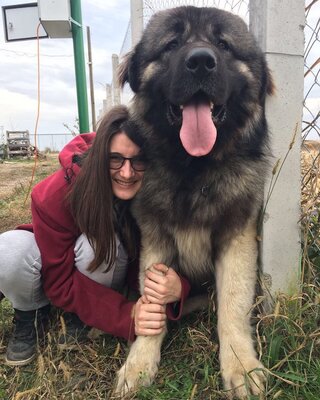 Miniatura: To jeden z najcięższych psów na świecie....