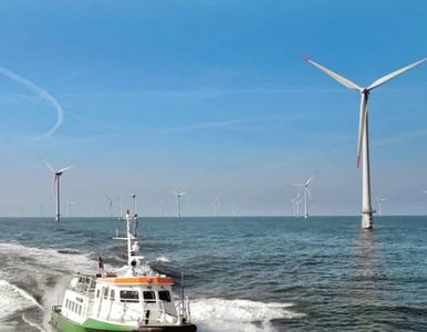 Miniatura: Jak rząd wykańcza producentów zielonej...