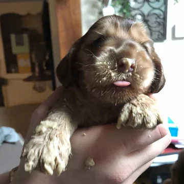 Cocker spaniel Winnie 