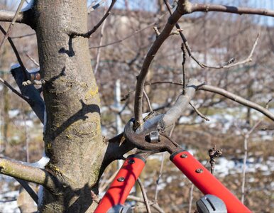 Miniatura: Przycinanie roślin w styczniu to pułapka....