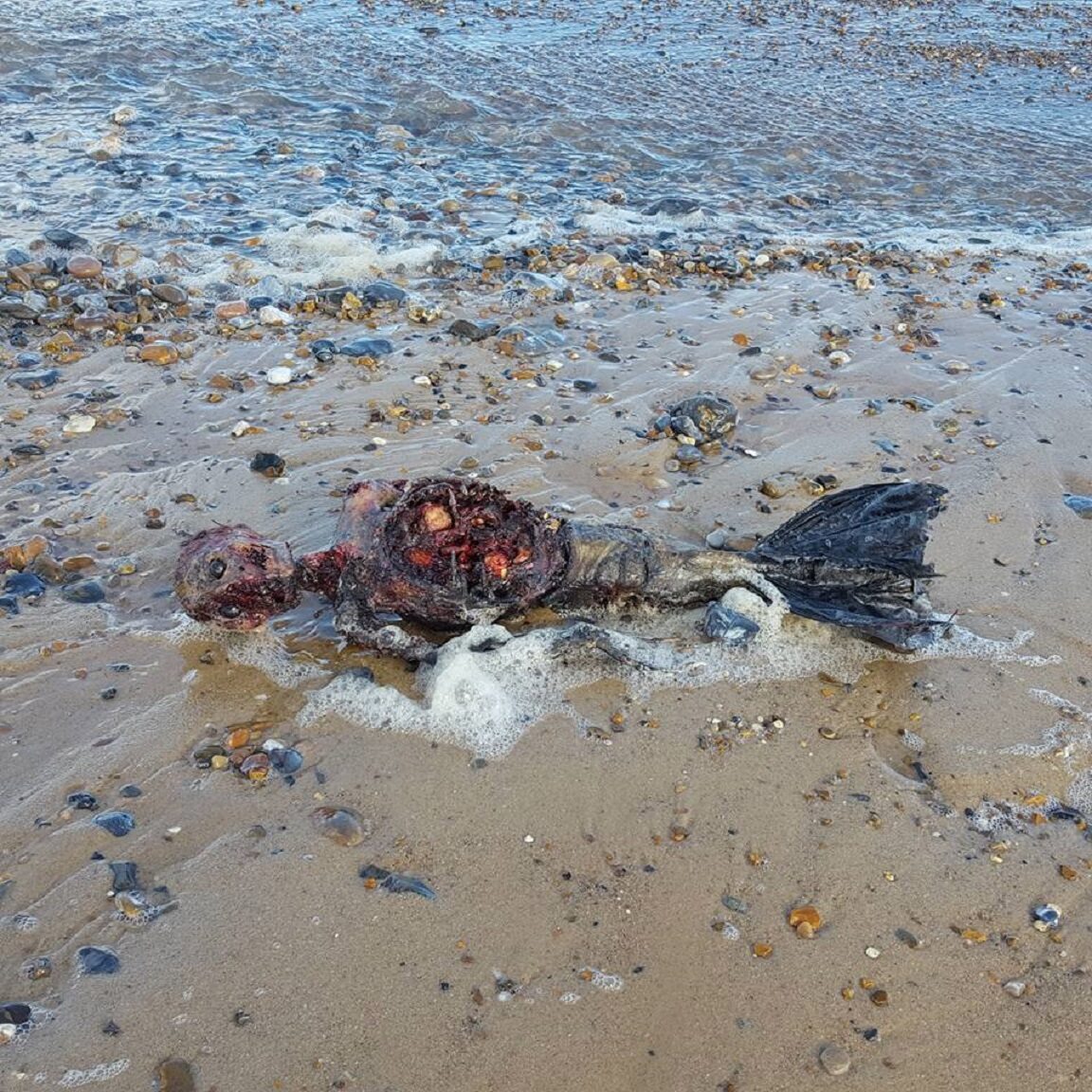 Martwa „syrenka” Gnijące zwłoki czegoś, co niektórzy uważali za mityczne stworzenia, zostały wyrzucone na plażę Great Yarmouth w Wielkiej Brytanii w 2016 roku.